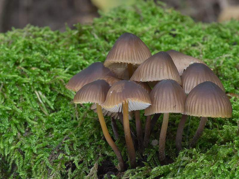 Mycena inclinata